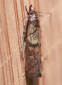 Indian Meal Moth Indian Meal Moth